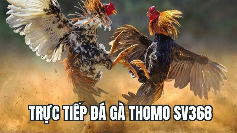 Trực Tiếp Đá Gà Thomo Sv368 - Thiên Đường Giải Trí Cho Các Kê Thủ