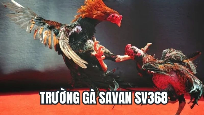 Trường Gà Savan Sv368 - Sân Chơi Đá Gà Hấp Dẫn Đầy Kịch Tính